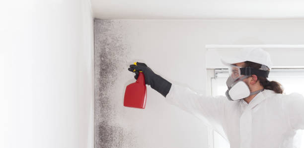 Best Mold Cleaning Services  in Wyandanch, NY