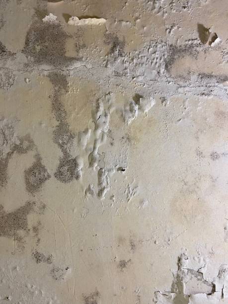Best Mold Removal Near Me  in Wyandanch, NY
