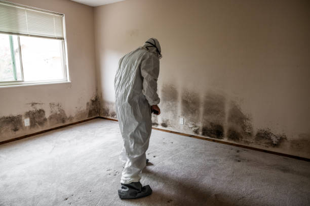 Best Emergency Mold Removal  in Wyandanch, NY