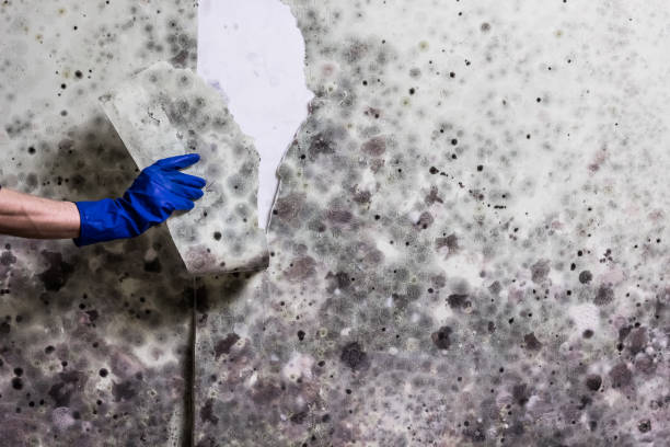 Best Commercial Mold Removal  in Wyandanch, NY