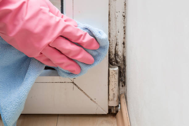 Best Certified Mold Removal  in Wyandanch, NY