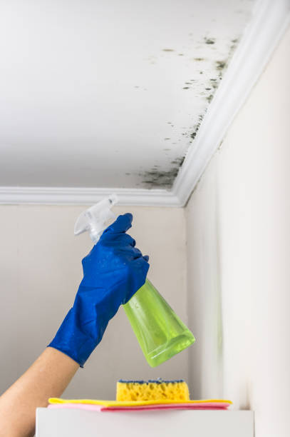 Best Black Mold Removal  in Wyandanch, NY